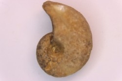 nautilus:  Somalinautilus clavifer - Bathonian -  Saint Benin d'Azy - FRANCE