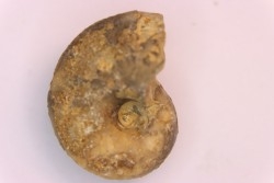 nautilus:  Somalinautilus clavifer - Bathonian -  Saint Benin d'Azy - FRANCE