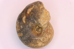 nautilus:  Somalinautilus clavifer - Bathonian -  Saint Benin d'Azy - FRANCE