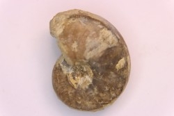 nautilus:  Somalinautilus clavifer - Bathonian -  Saint Benin d'Azy - FRANCE