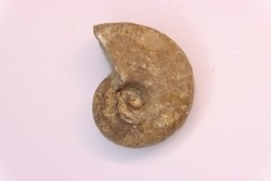 nautilus:  Somalinautilus clavifer - Bathonian -  Saint Benin d'Azy - FRANCE
