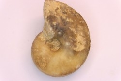 nautile:  Somalinautilus clavifer - Bathonien - Saint Benin d'Azy (58) FRANCE