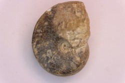nautilus:  Somalinautilus clavifer - Bathonian -  Saint Benin d'Azy - FRANCE