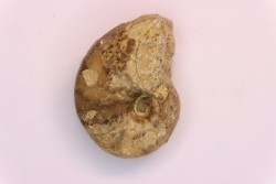 nautilus:  Somalinautilus clavifer - Bathonian -  Saint Benin d'Azy - FRANCE
