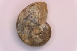 nautile:  Somalinautilus clavifer - Bathonien - Saint Benin d'Azy (58) FRANCE