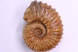 Newboldiceras asiaticum - Cenomanien - Atsimo- Andrefana, Madagascar