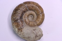 Lytoceras fimbriatum - Carixien - Pulnoy, Nancy FRANCE