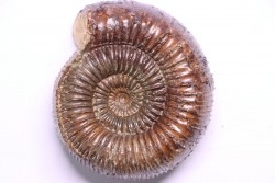 Nodicoeloceras crassoides - Toarcien - Brionnais, France