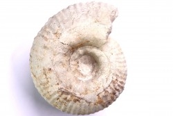Gravesia gigas  - Tithonian - Aube,  FRANCE