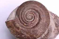 Hildoceras bifrons - toarcian - Belmont, FRANCE
