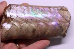 BACULITES COMPRESSUS - campanien - Pierre Shale Fmt - Dakota du sud – USA