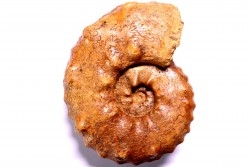 PSEUDASPIDOCERAS CONCILIATUM - Turonien moyen - Betioky, MADAGASCAR