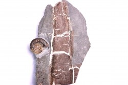 fossil wood on slab with  Hildoceras bifrons - toarcian - Bouxiere aux Dames, FRANCE