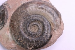 Hildoceras semipolitum - toarcian - Belmont, FRANCE