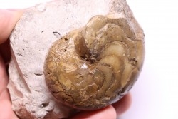 Aturia lotzi - Eocène - Sahara Occidental