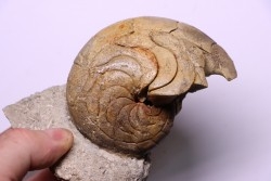 Aturia lotzi - Eocène - Sahara Occidental