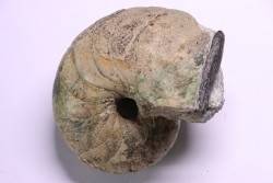 Eutrephoceras bouchardianum - Cénomanien  Villers sur Mer, FRANCE