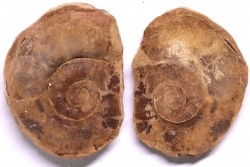 Flemingites radiatus - Eotrias - Ambilobe, Madagascar