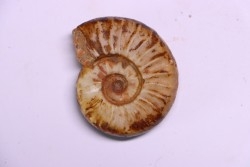 PSEUDOCELTITES MULTIPLICATUS - Smithien (trias) - Bobonaro Scaly Clay - Lidak - TIMOR - INDONESIE