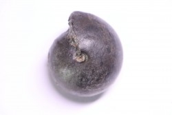 Arcestes bicarinatus  anisien - Trias  GRECE
