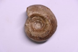 Metalegoceras sagurense - permien  - NW Kasachtan