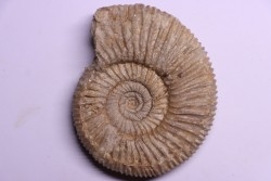 Dichotomoceras stenocycloides - oxfordien - Nevers -58 - FRANCE
