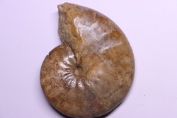 Tissotia Hedbergi - Coniacien - Perou