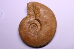 Graphoceras formosum - bajocien - région de Caen -14 - FRANCE