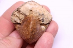 Subtissotia inflata - Coniacien - Perou