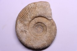 Subdiscophinctes lucingae - oxfordian - Nevers -58 - FRANCE
