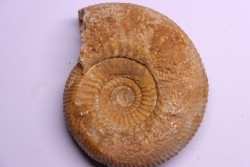 Stephanoceras masckei - bajocian - Bayeux -14 - FRANCE