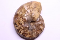 Metatissotia fourneli - Coniacien - Perou