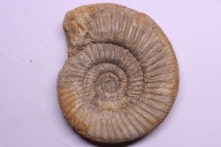 Dichotomoceras dobrogensis  - oxfordien - Nevers -58 - FRANCE