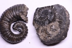 Kutatissites densecostatum - barremien - paja formation - Santander - Colombie