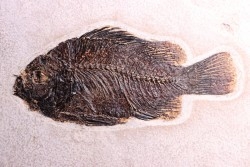 Poisson fossile Cockerellites liops - éocène - Wyoming - USA