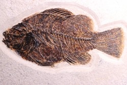 Poisson fossile Cockerellites liops - éocène - Wyoming - USA