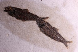 KNIGHTIA EOCAENA - Eocène - green river fmt - Wyoming - USA