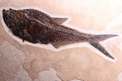 Poisson fossile Diplomystus dentatus - éocène - Wyoming - USA