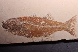 GRAND poisson fossile 24 cm! Mioplosus labracoides - USA
