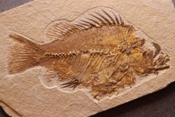 poisson fossile Priscacara serrata - Eocene - USA