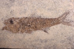 DAPALIS MACRURUS - oligocène de Provence - FRANCE