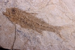 DAPALIS MACRURUS - stampian - Provence - France