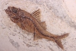 DAPALIS MACRURUS - stampian - Provence - France