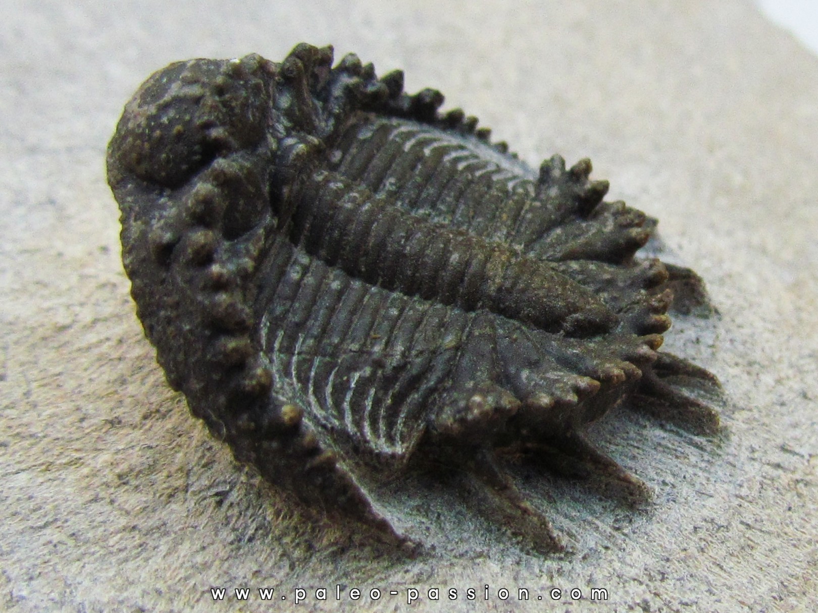 Akantharges mbareki Akantharges mbareki