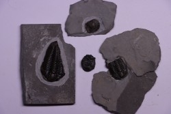 Collection de 4 TRILOBITES:   Calymene niagarensis - Silurien - Rodchester shale - New York  USA