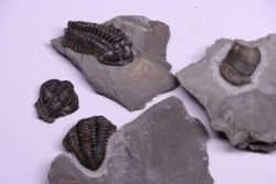 Collection de 4 TRILOBITES:   Calymene niagarensis et Bumastus ioxus- Silurien - Rodchester shale - New York  USA