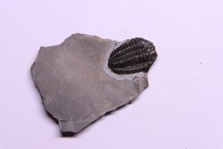 Calymene niagarensis - Silurian - Rodchester shale - New York