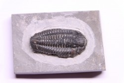 Calymene niagarensis - Silurien - Rodchester shale - New York  USA