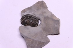 Calymene niagarensis - Silurian - Rodchester shale - New York