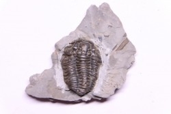 Calymene niagarensis - Silurian - Rodchester shale - New York